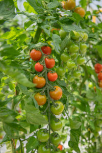 tomates champs de l'aurore