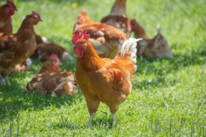 Elevage Krios Poulets
