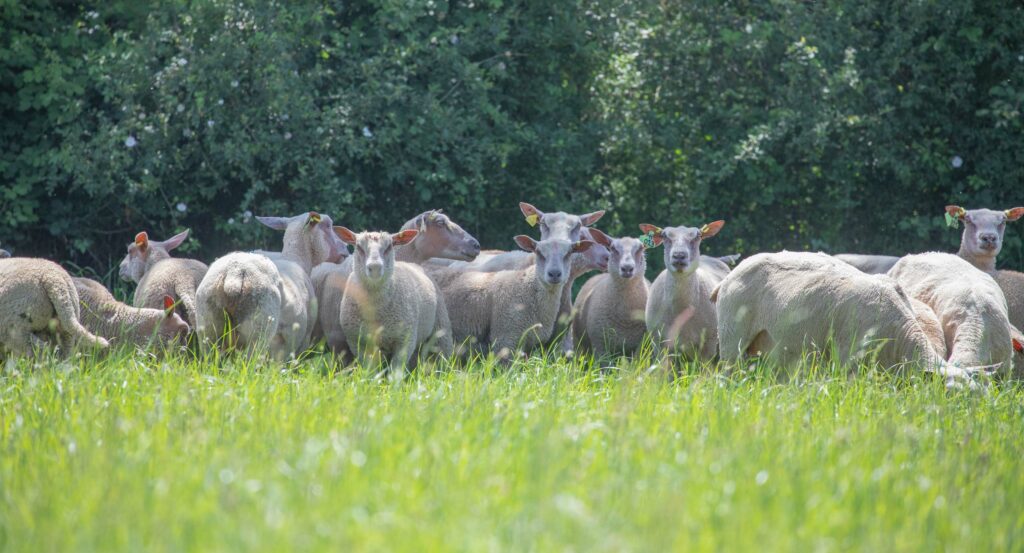 Elevage Krios Agneaux