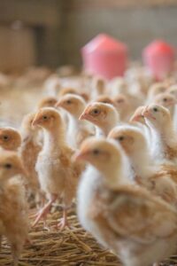 Elevage Krios Poussins