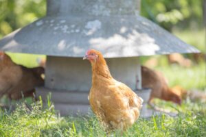 Elevage Krios Poulets