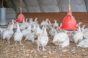 poules michel piroche