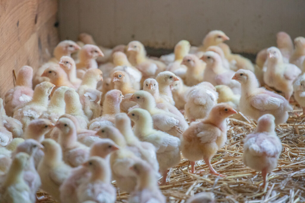 poussin michel piroche