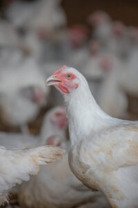 poule michel piroche