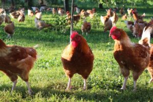 Elevage Krios Poules
