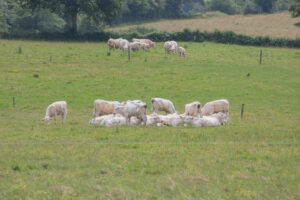 vaches champs fenoir