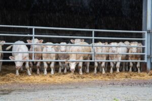 Domaine du Fenoir vaches