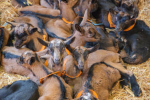 chèvres ferme de villars