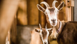 Deux Chèvres à la Ferme chèvre et son enfant