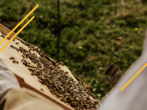 La RucheTic Abeilles