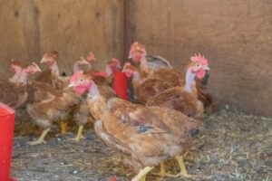 poules cocotte et compagnie