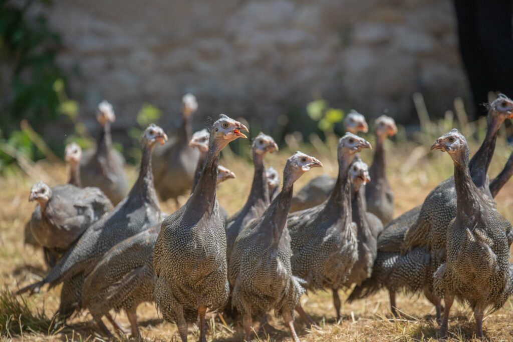 pintades cocotte et compagnie