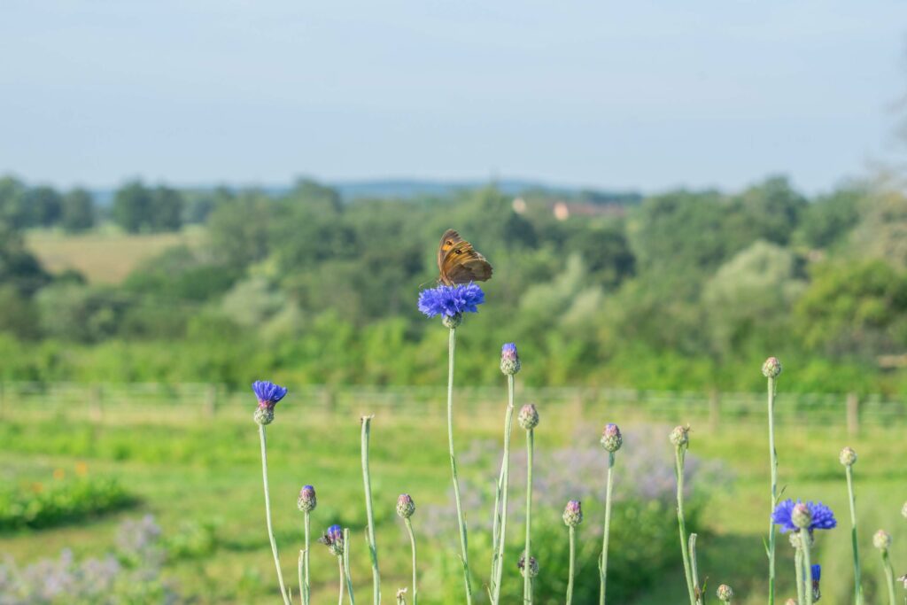 papillon corinne lafort