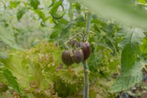 tomates ecosense buxières-les-mines