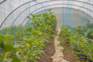 serre ecosense buxières-les-mines