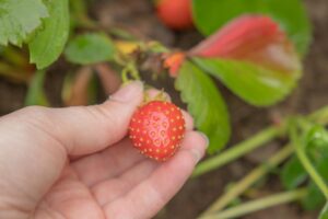 fraises ecosense buxières-les-mines