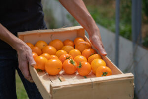 tomates les pots d'anne franchesse
