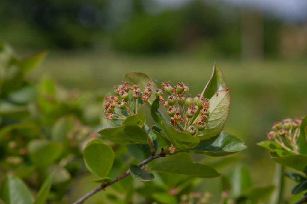 Le jardin de greta Saint-Menoux