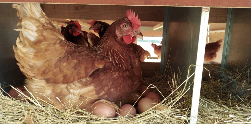 La ferme du galot agonges
