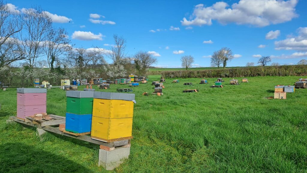 Miel de Clusors saint menoux