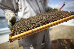 Bobomiel abeilles