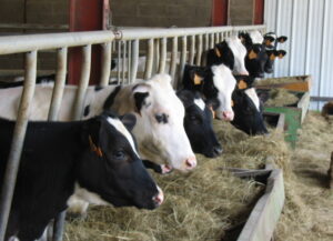 La Ferme du Petit Franchesse Vaches