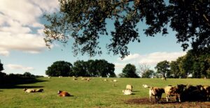 Ferme des Beguets