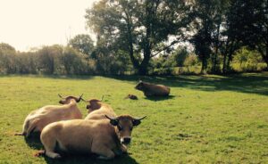 Ferme des Beguets bœufs