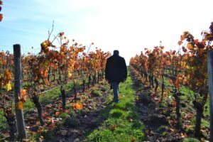 Domaine Les Terres d'Ocre vigne