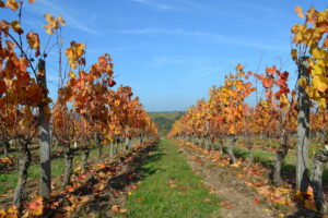 Domaine Les Terres d'Ocre vigne