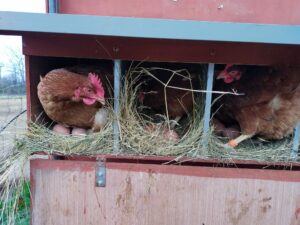 La ferme du galot agonges