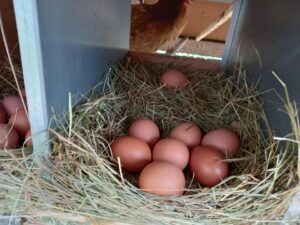 La ferme du galot agonges