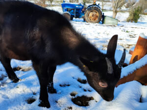 Les chèvres de francine
