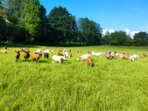 Les chèvres de francine