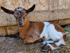 Les chèvres de francine